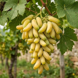 Vita de Vie "Bananas" Fara Samburi, Soi de Masa Anul 4