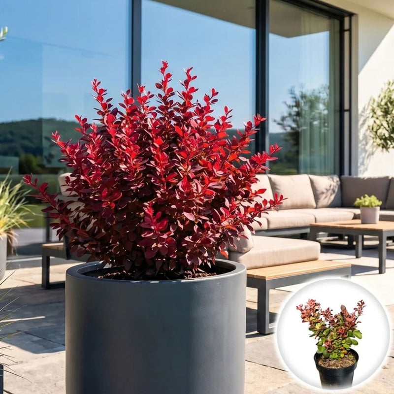 Dracila Japoneza - Berberis Thunbergii Bagatelle