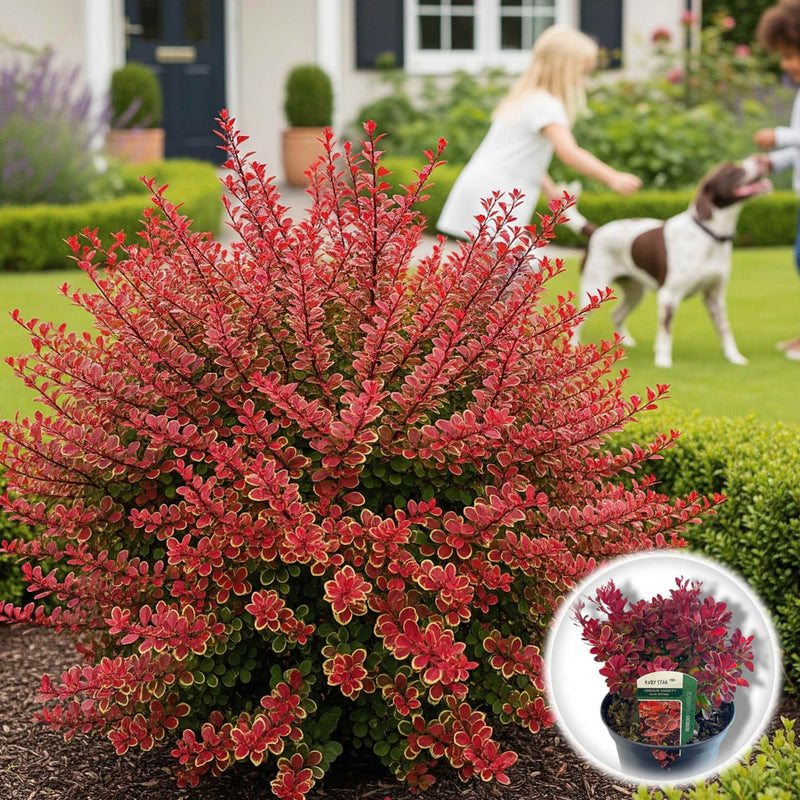 Dracila Japoneza - Berberis Thunbergii Bicolor