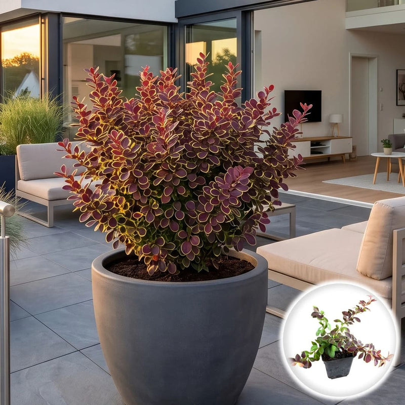 Dracila Japoneza - Berberis Thunbergii Golden Ring