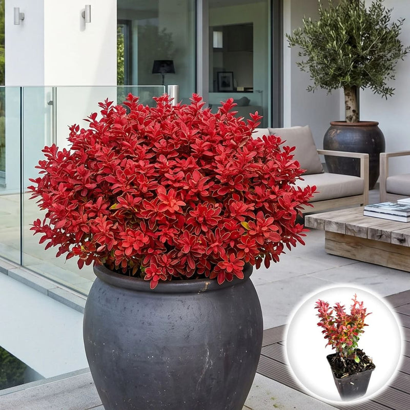 Dracila Japoneza - Berberis Thunbergii Rouge