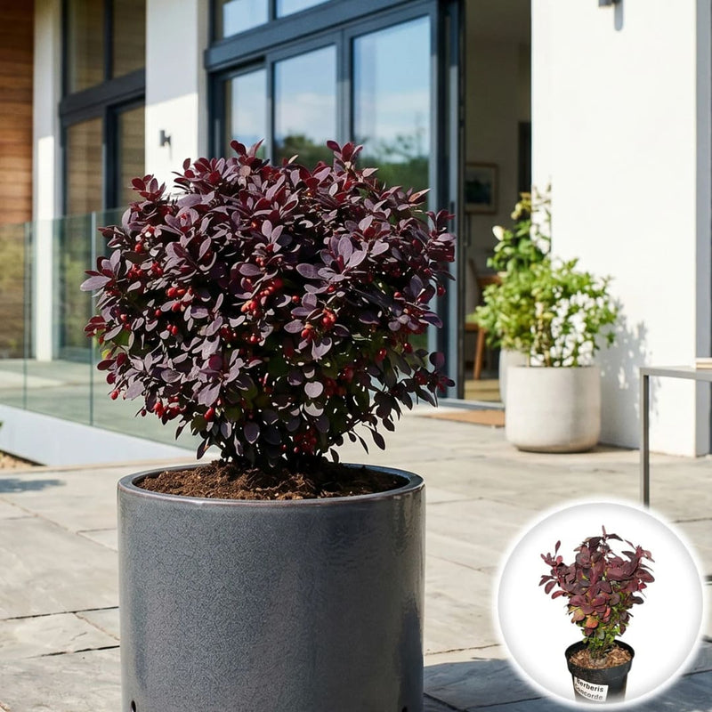 Dracila Japoneza - Berberis Thunbergii Concorde