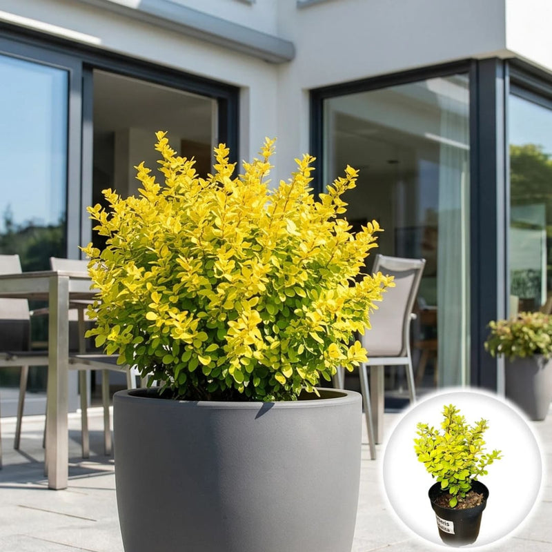 Dracila Japoneza - Berberis Thunbergii Goldalita