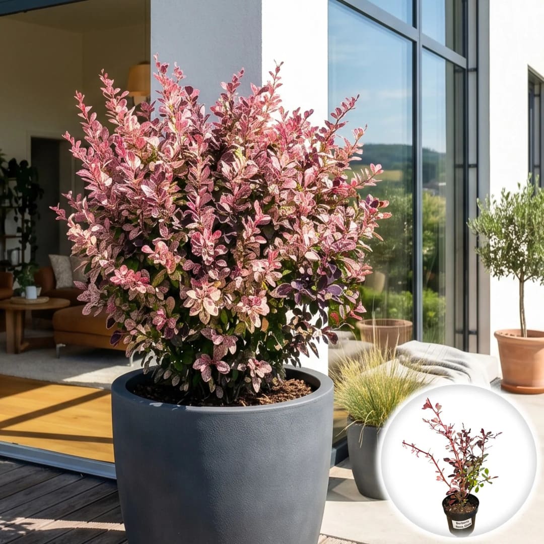 Dracila Japoneza - Berberis Thunbergii Rose Glow