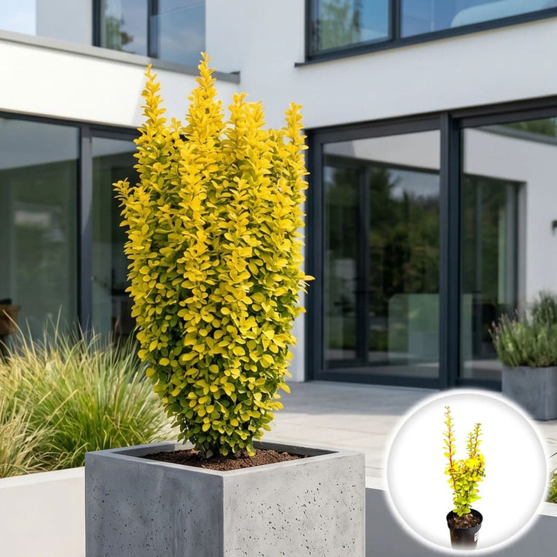 Dracila Japoneza - Berberis Thunbergii Yellow Tower
