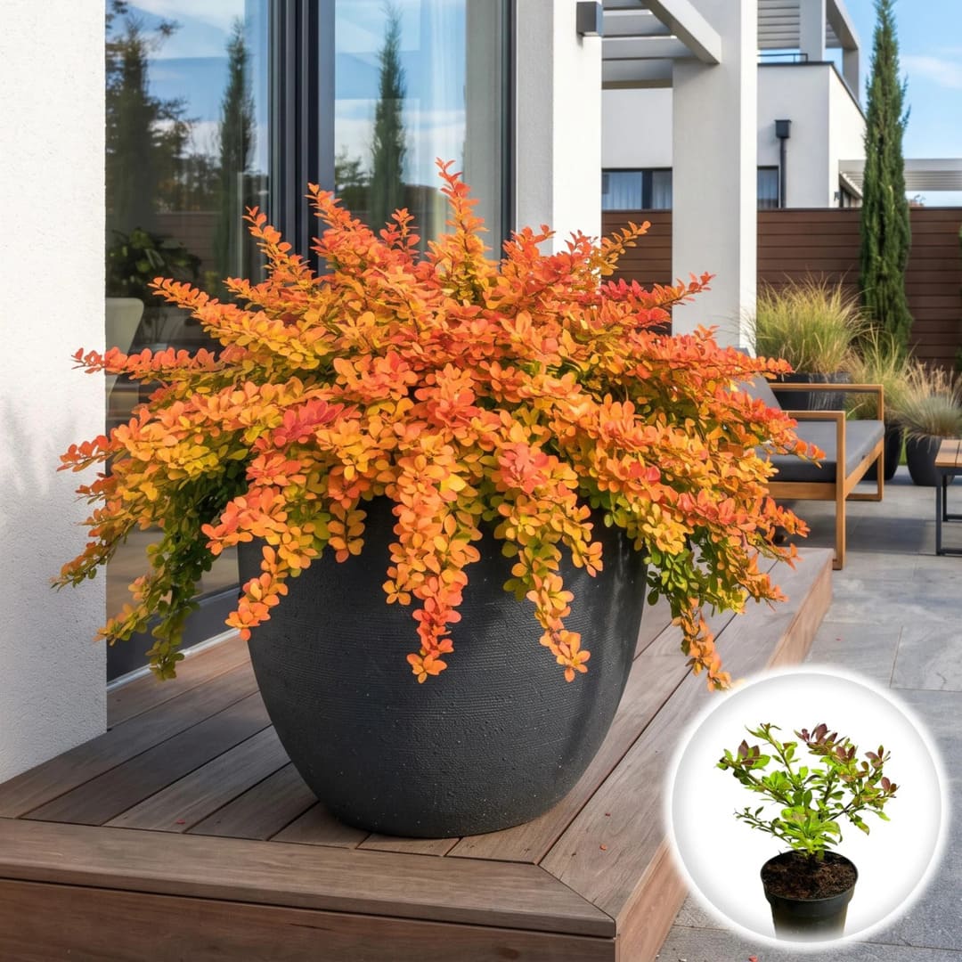 Dracila Japoneza - Berberis Thunbergii Orange Carpet