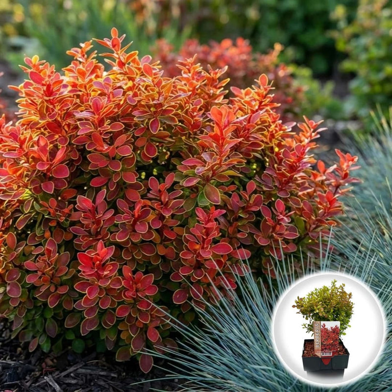 Dracila Japoneza - Berberis Thunbergii Ruby Star