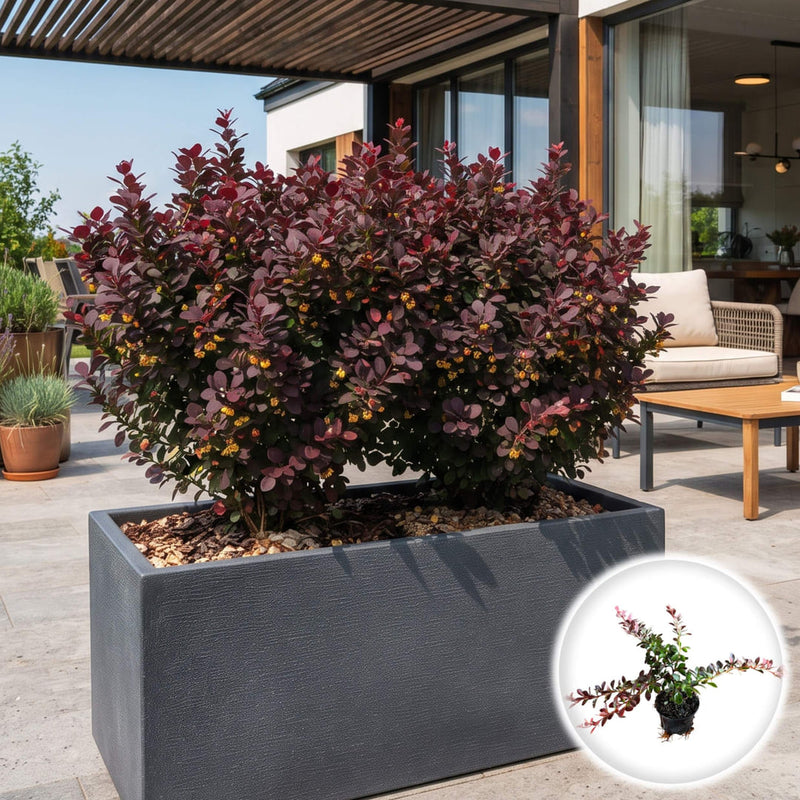 Dracila Japoneza - Berberis Thunbergii Atropurpurea