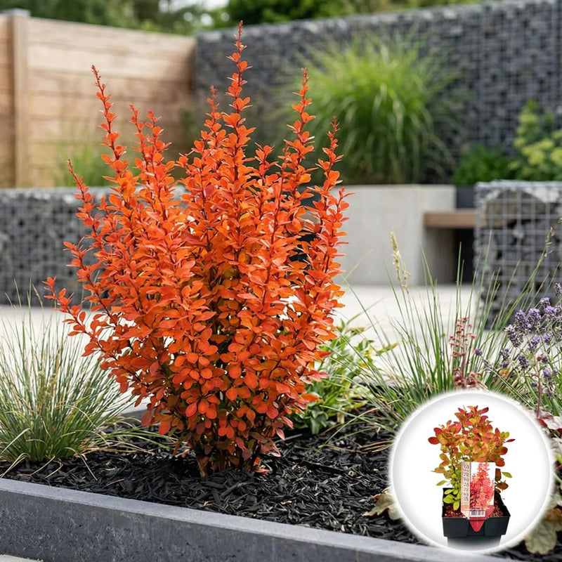 Dracila Japoneza - Berberis Thunbergii Orange Ice