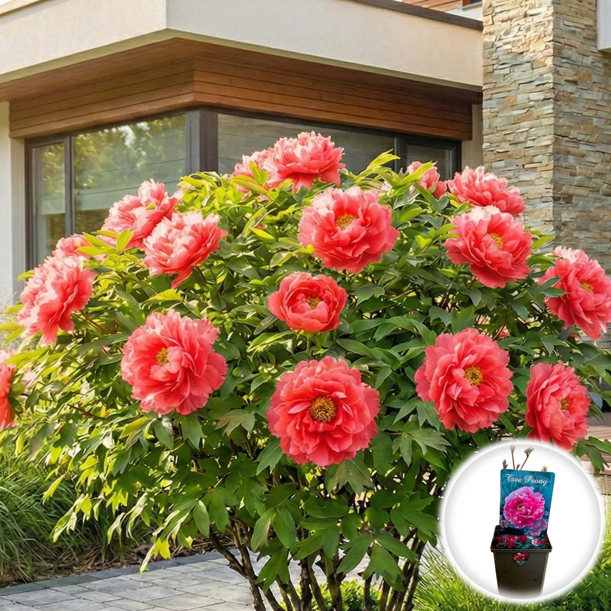 Bujor Arbustiv - Paeonia Suffruticosa Beautiful Pink