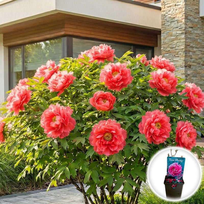 Bujor Arbustiv - Paeonia Suffruticosa Beautiful Pink