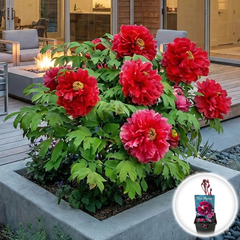 Bujor Arbustiv - Paeonia Suffruticosa Bicolor
