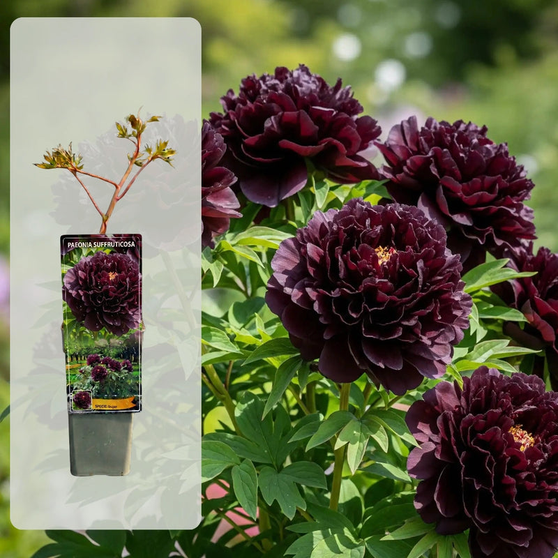 Bujor Arbustiv - Paeonia Suffruticosa Empire Shadows