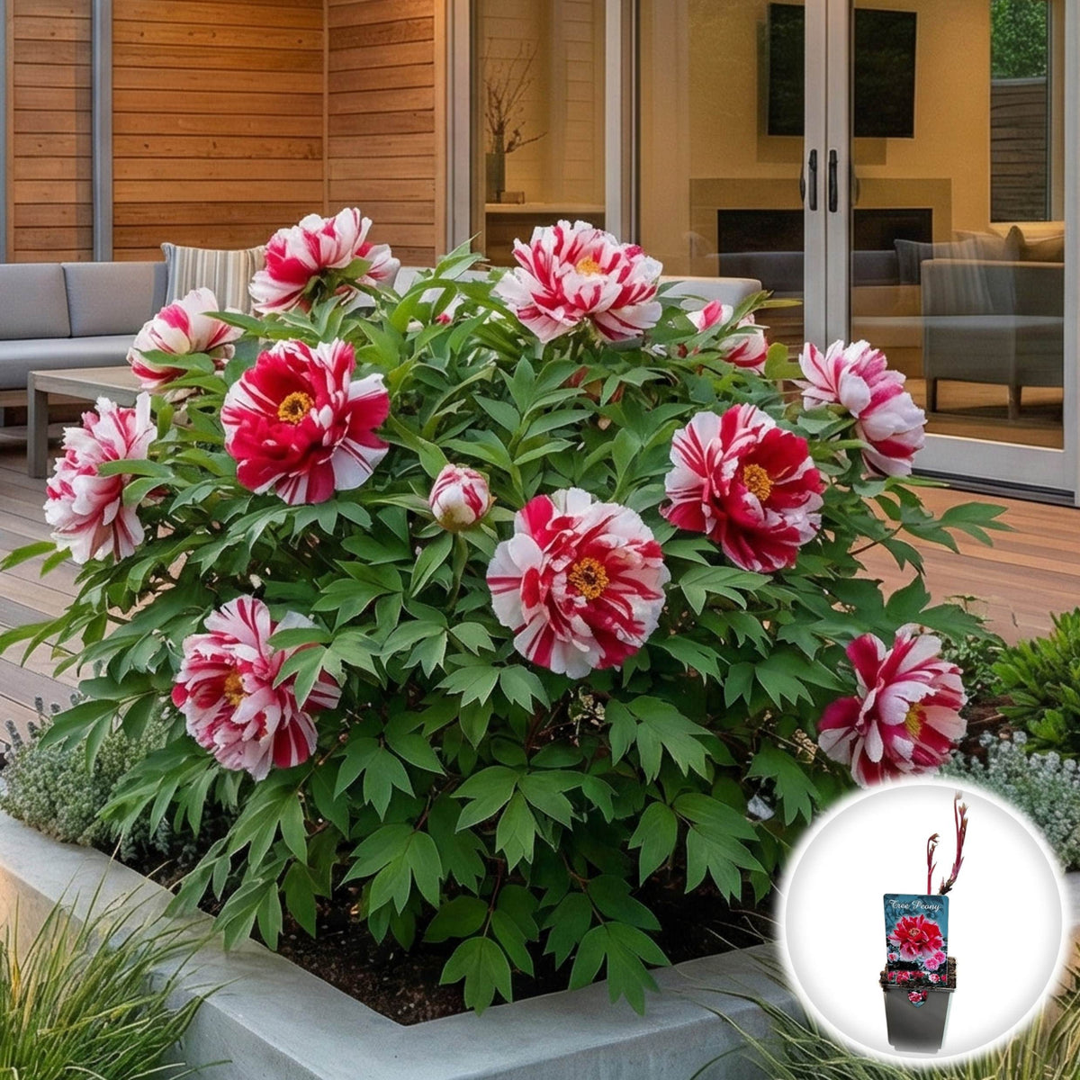 Bujor Arbustiv - Paeonia Suffruticosa Red Love