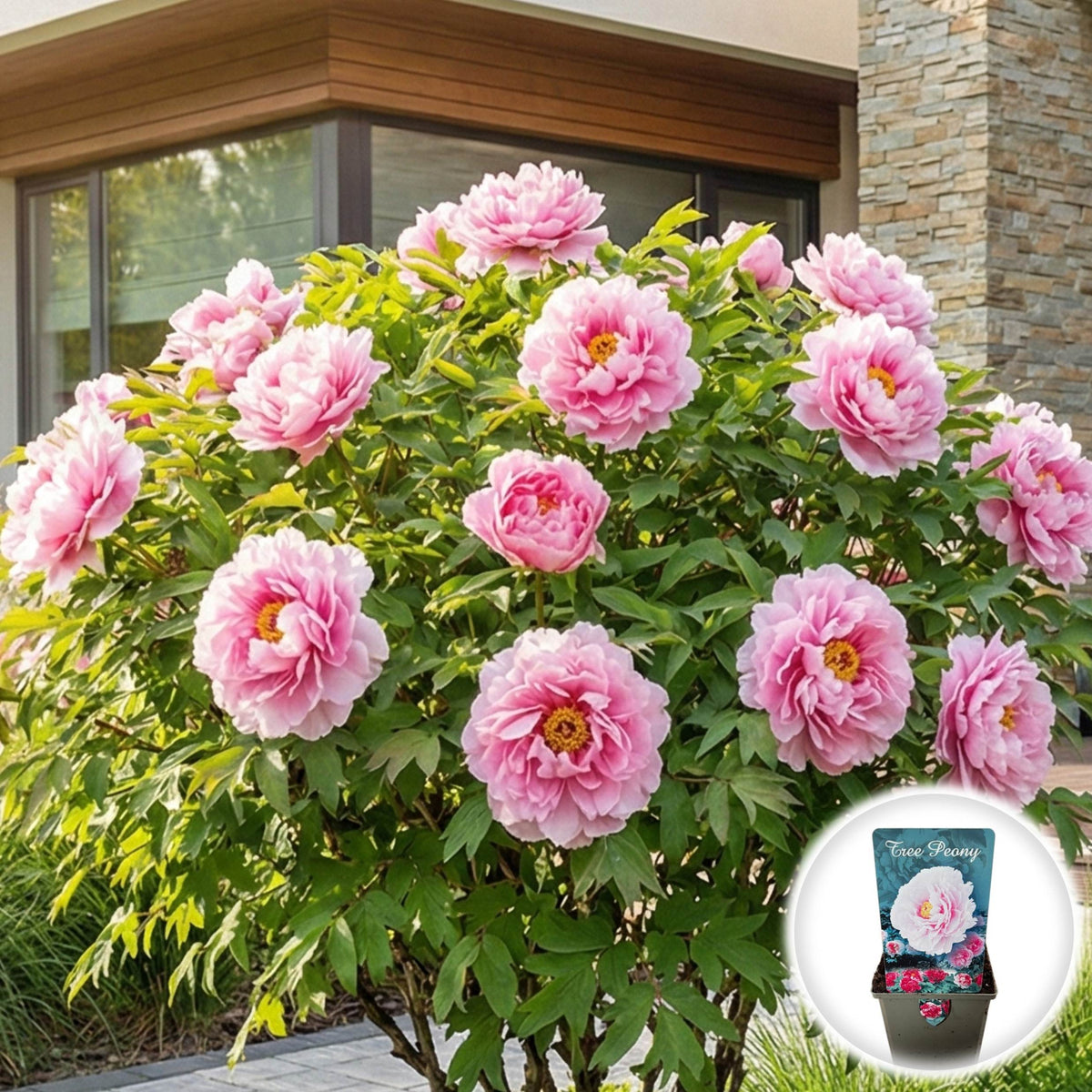 Bujor Arbustiv - Paeonia Suffruticosa Pink Delight