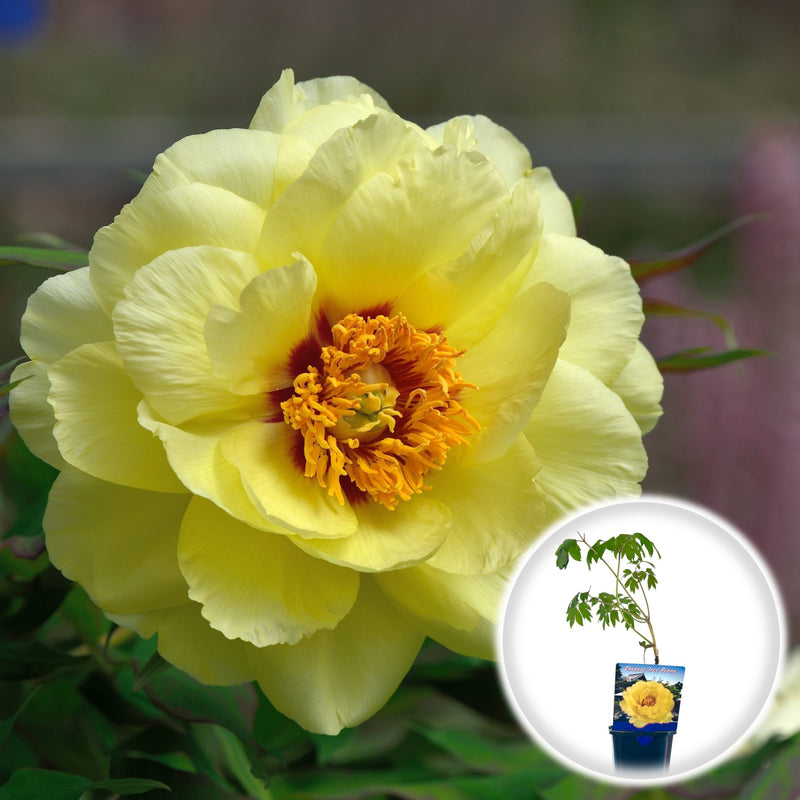 Bujor Arbustiv - Paeonia Suffruticosa Yellow Bartzella