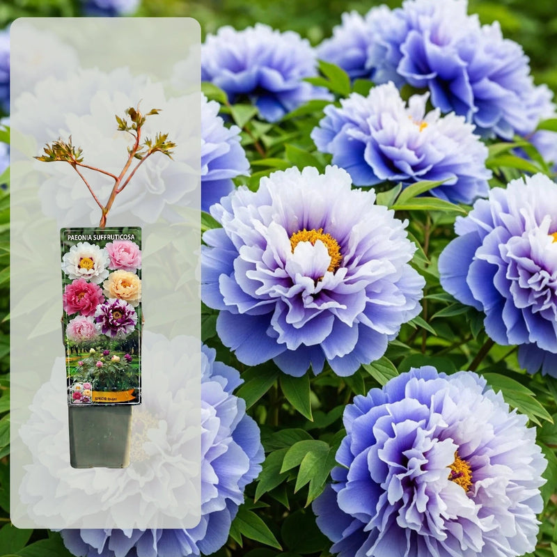 Bujor Arbustiv - Paeonia Suffruticosa Saphhire Sky