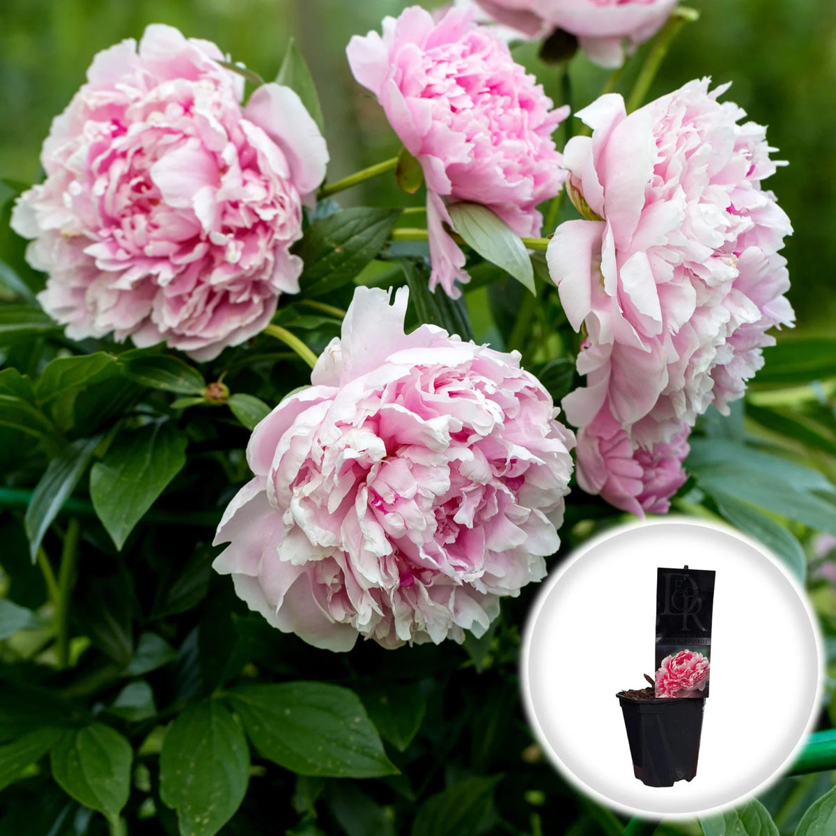 Bujor Arbustiv - Paeonia Suffruticosa Double Pink