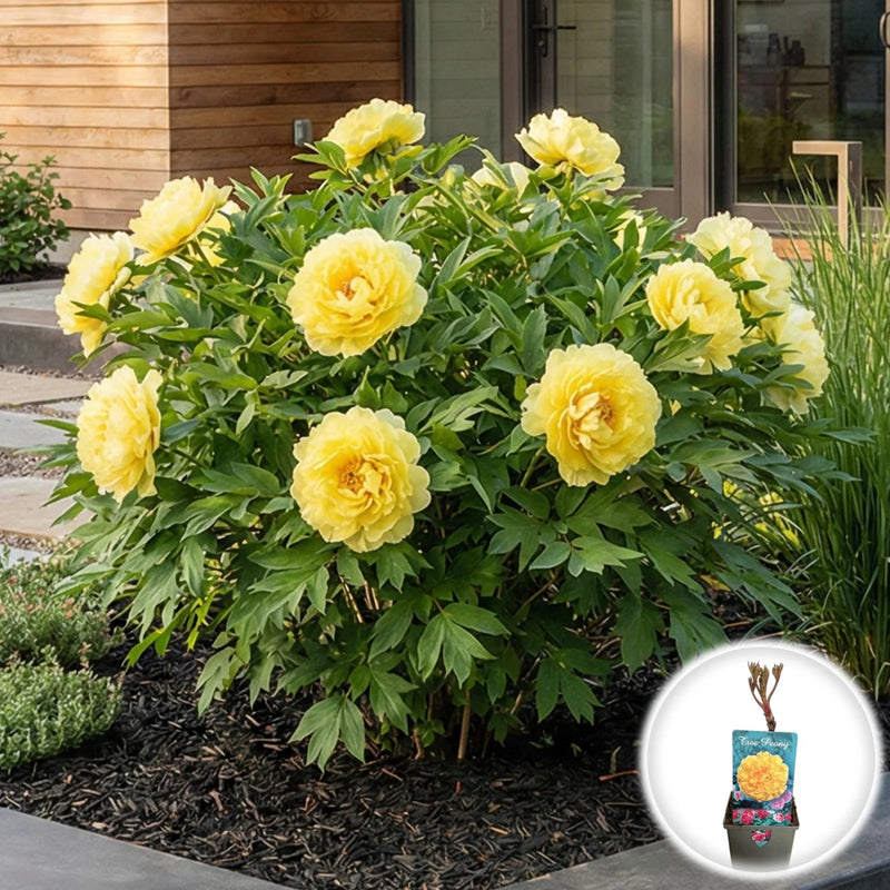 Bujor Arbustiv - Paeonia Suffruticosa Double Bartzella