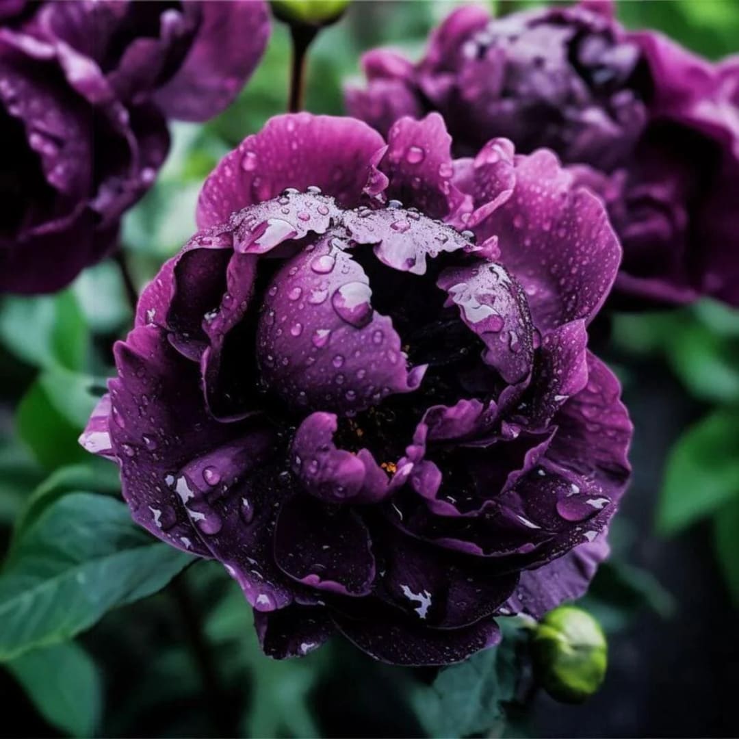 Bujor Arbustiv Mov - Paeonia Suffruticosa