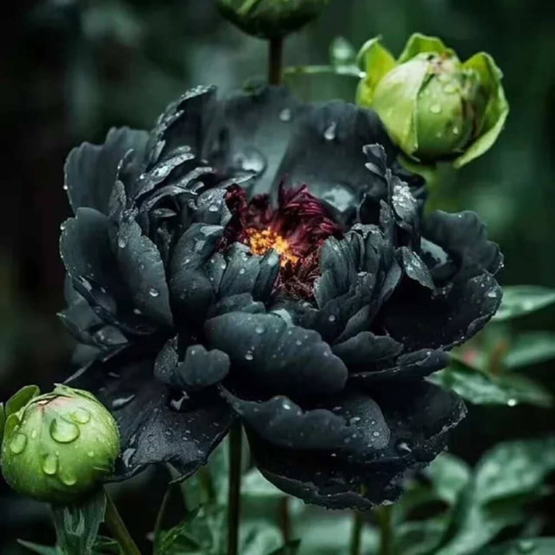 Bujor Arbustiv Negru - Paeonia Suffruticosa