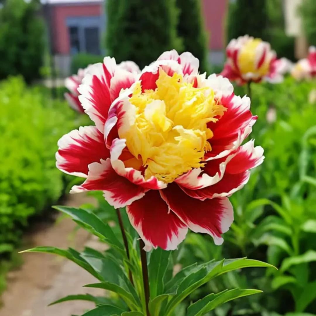 Bujor Arbustiv Rosu-Galben - Paeonia Suffruticosa