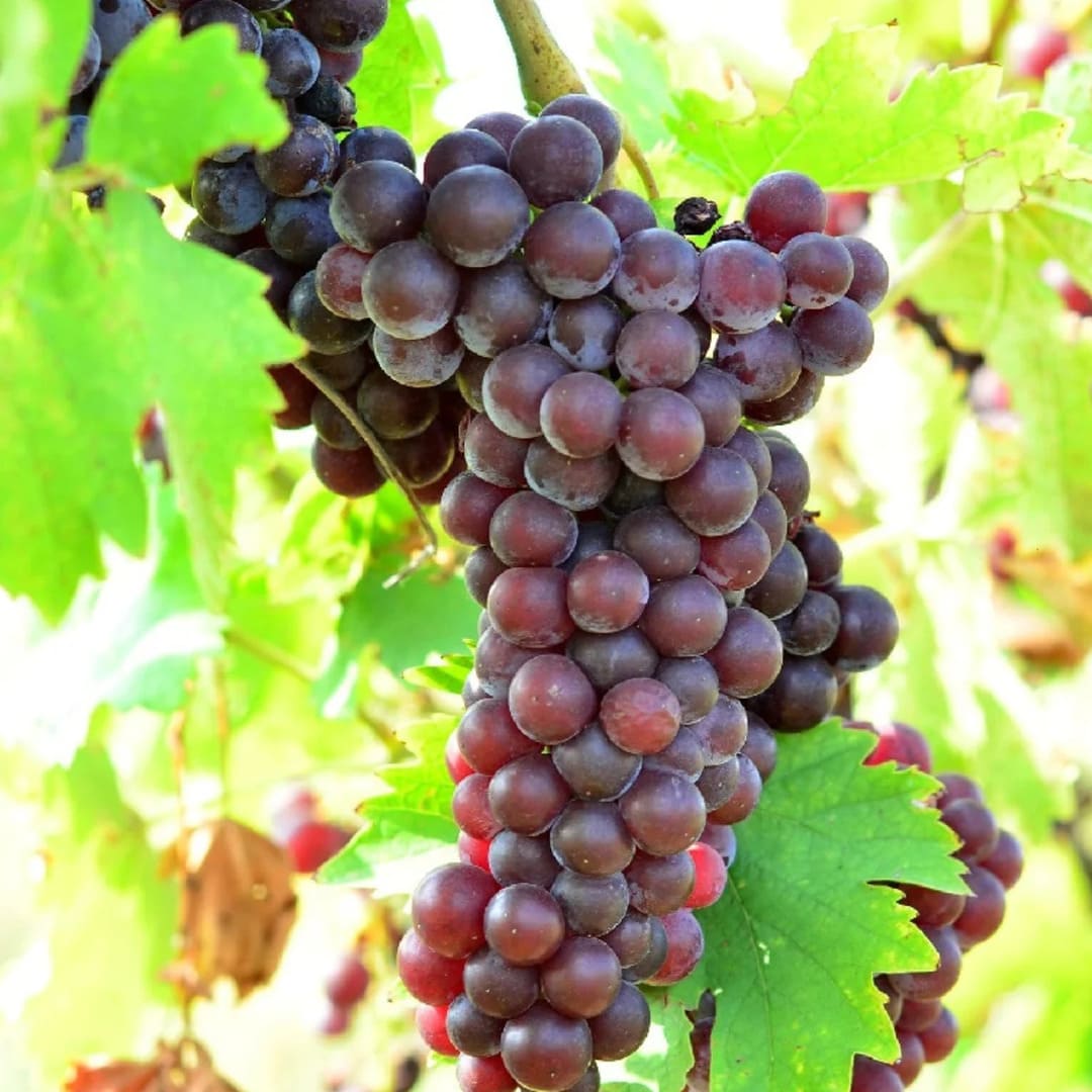 Vita de Vie "Busuioaca de Bohotin" Soi de Vin Anul 4