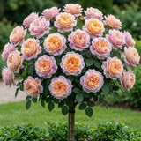 Trandafir Pomisor "Soft Apricot" Anul 4