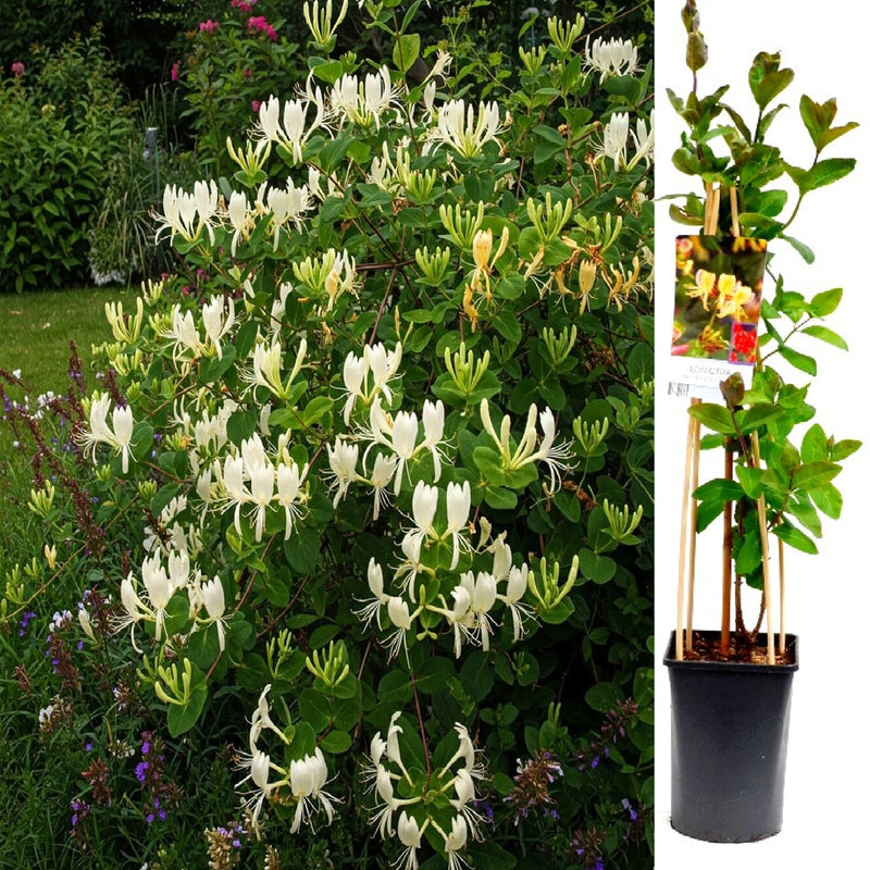 Mana Maicii Domnului Alb - Caprifoi Lonicera Japonica
