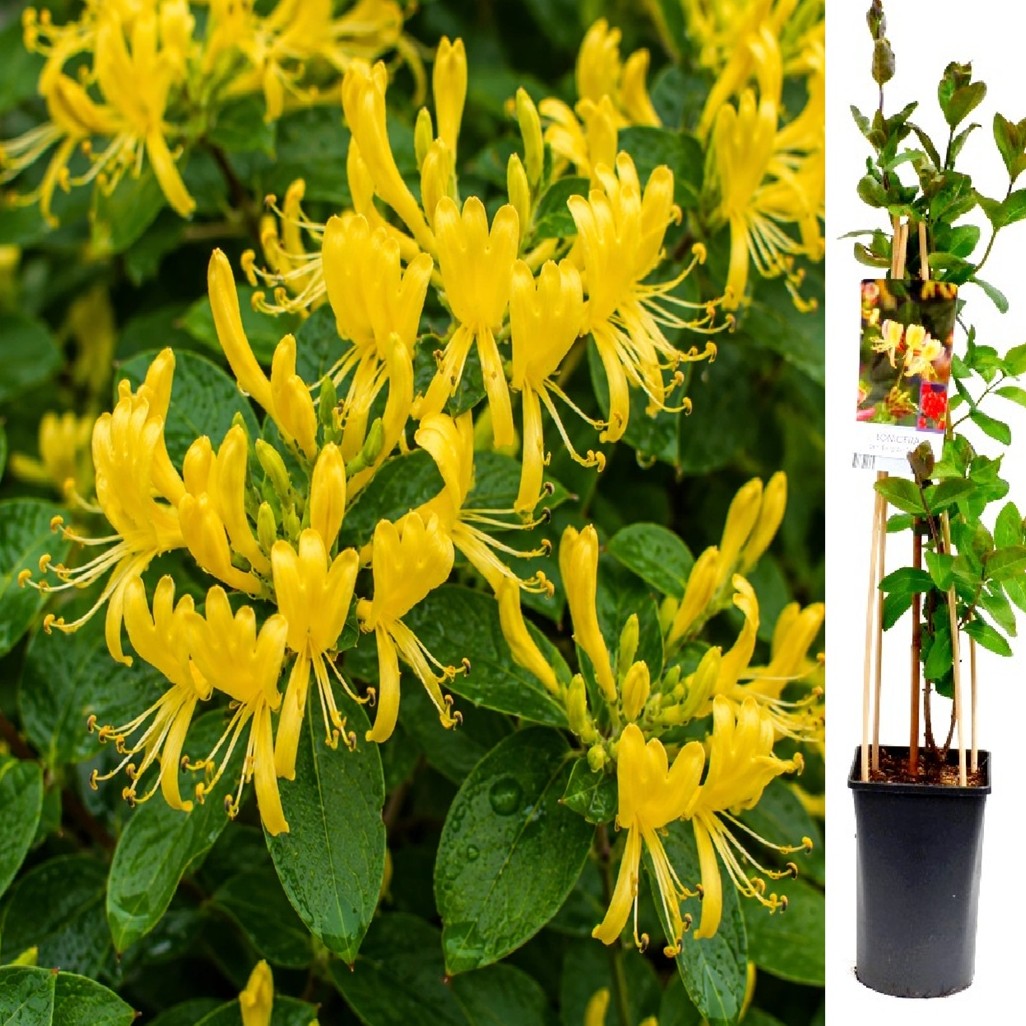 Mana Maicii Domnului Galben - Caprifoi Lonicera Japonica