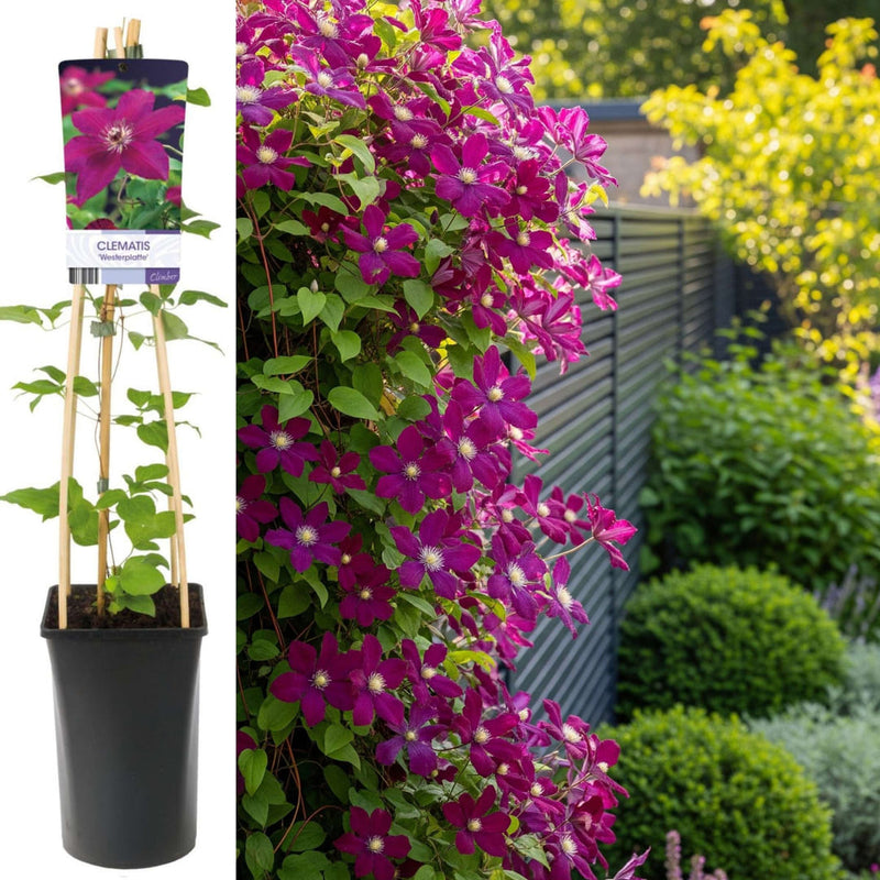 Clematis la Ghiveci XXL - Arabella