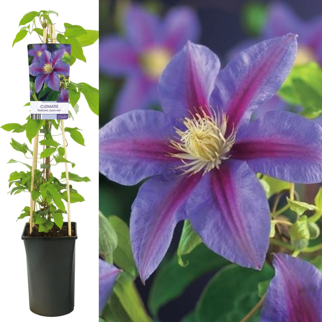 Clematis la Ghiveci XXL - Jackman Barbara