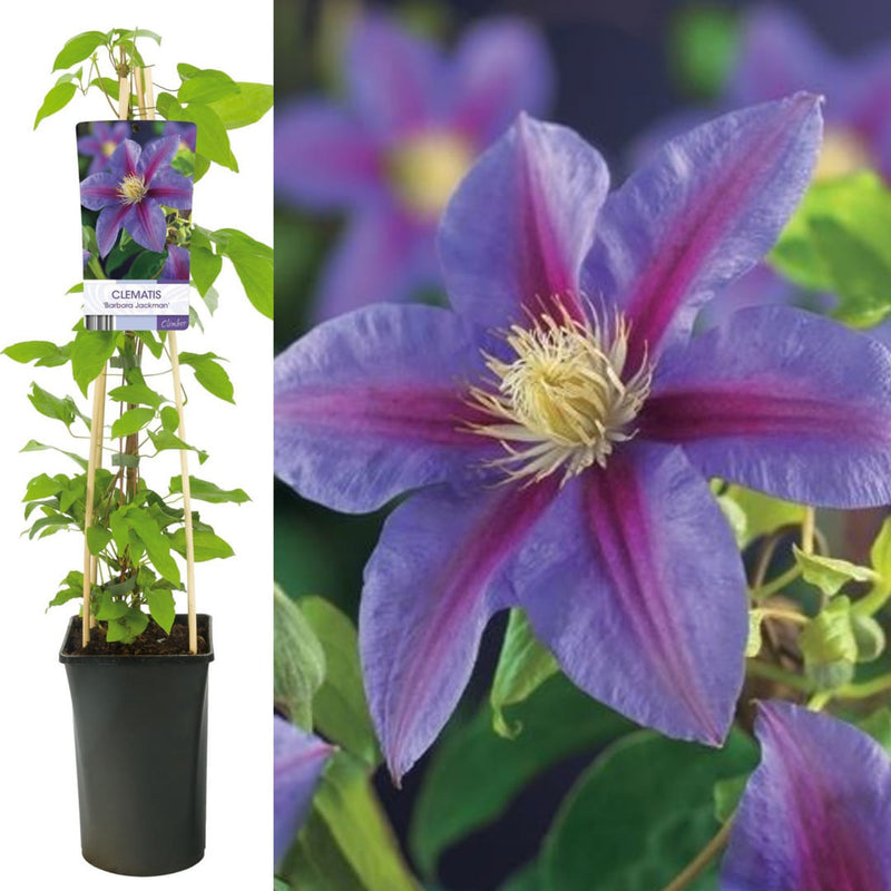 Clematis la Ghiveci XXL - Jackman Barbara