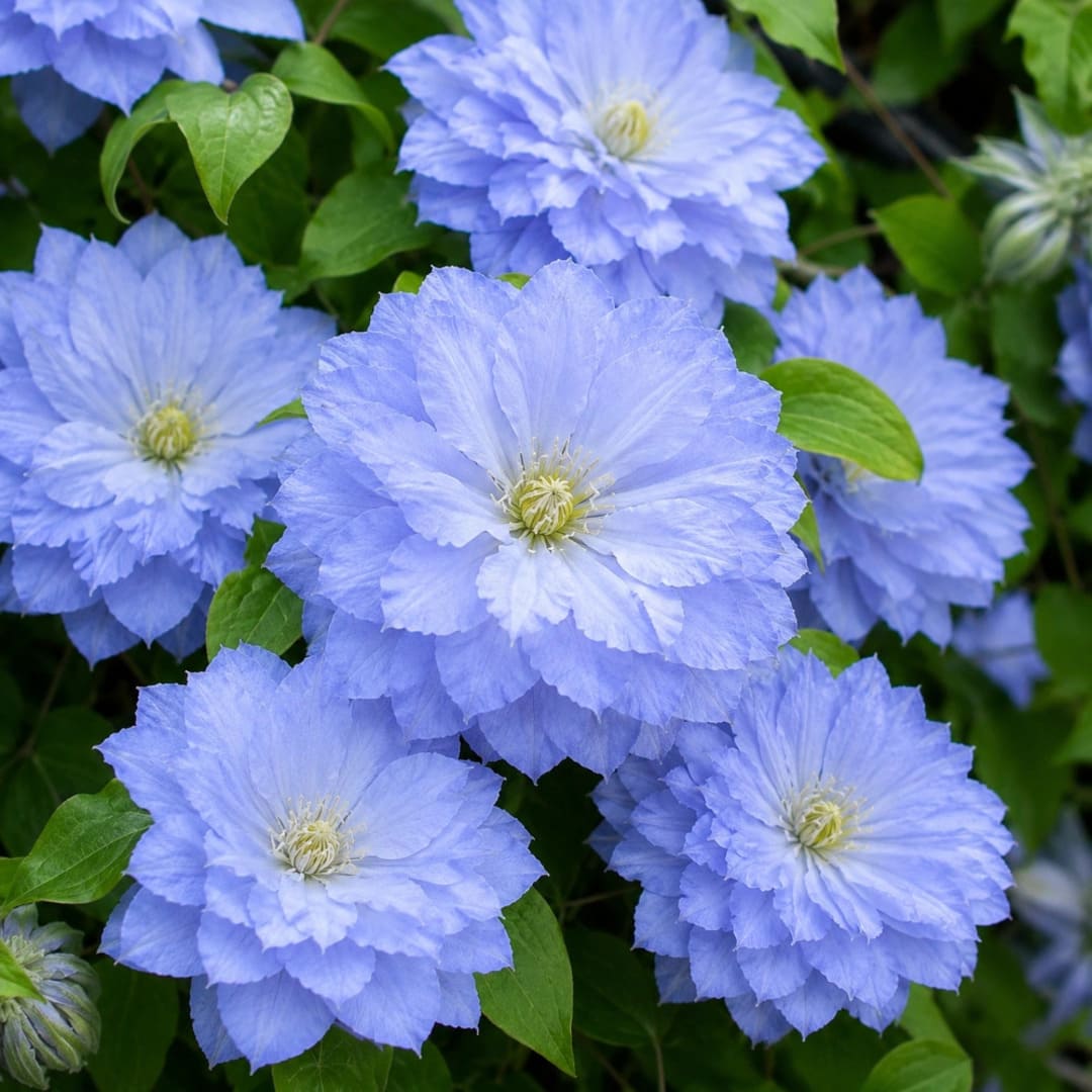 Clematis la Ghiveci Blue Angel