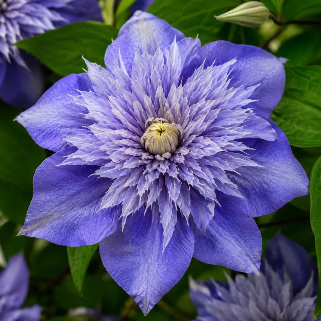 Clematis la Ghiveci Crystal Fountain