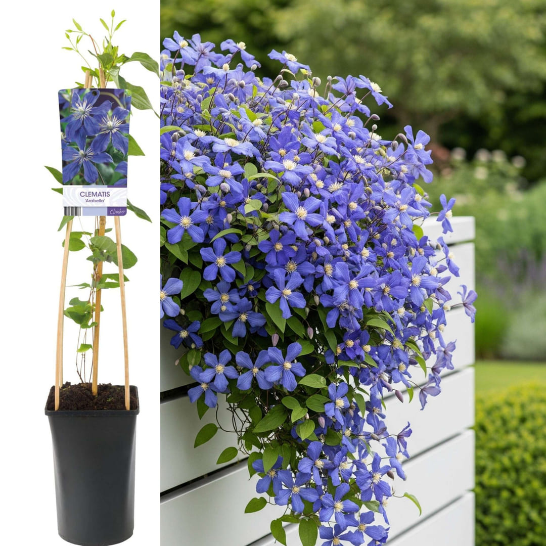 Clematis la Ghiveci XXL - Dr Ruppel