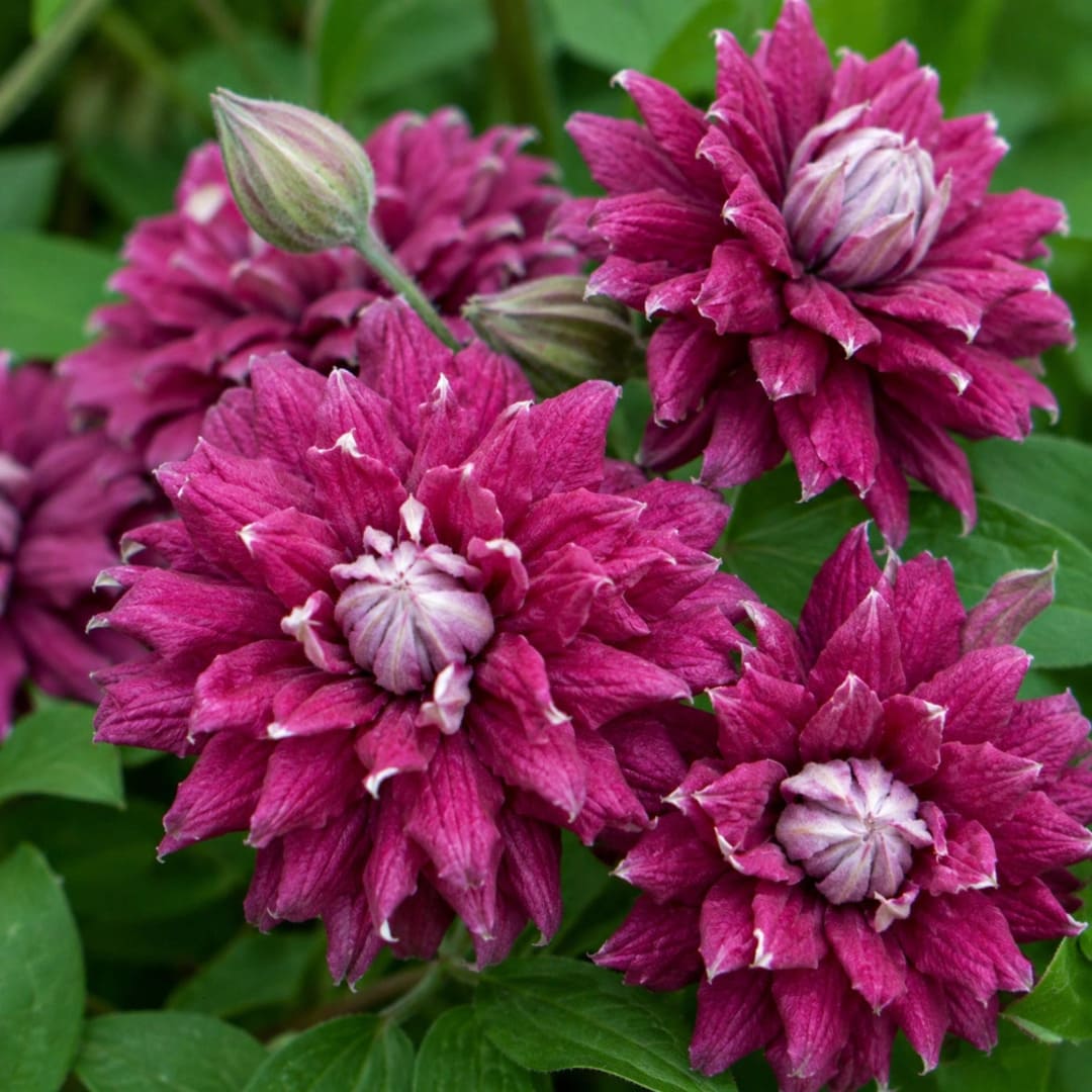 Clematis la Ghiveci Purpurea Plena