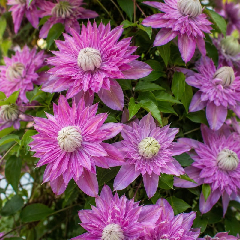 Clematis la Ghiveci Josephine Regal