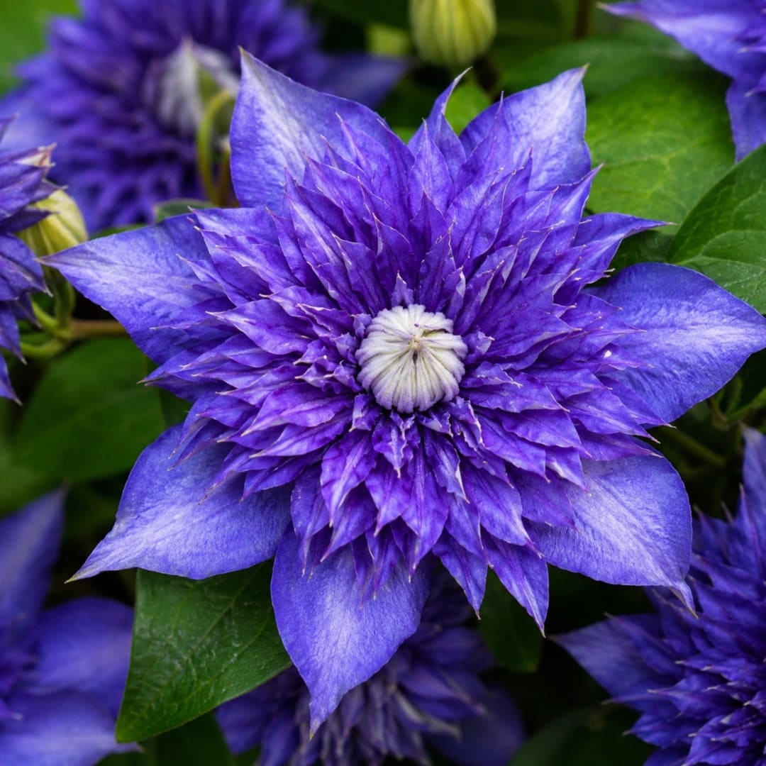 Clematis la Ghiveci Multi Blue