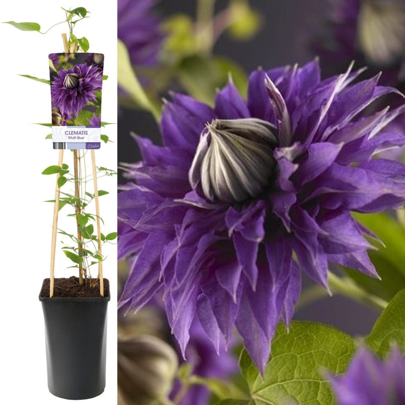 Clematis la Ghiveci XXL - Double Blue