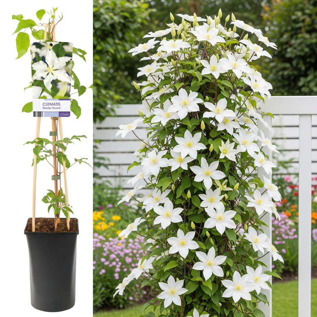 Clematis la Ghiveci XXL - Richard