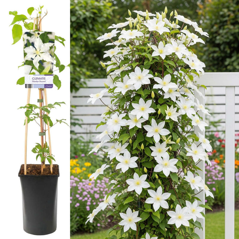 Clematis la Ghiveci XXL - Richard