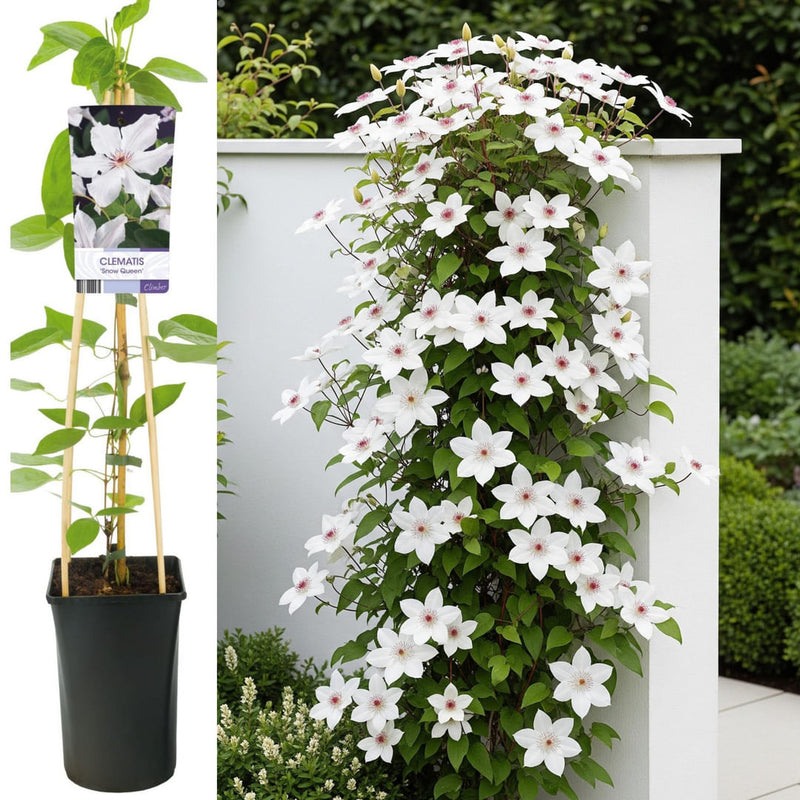 Clematis la Ghiveci XXL - Pichard