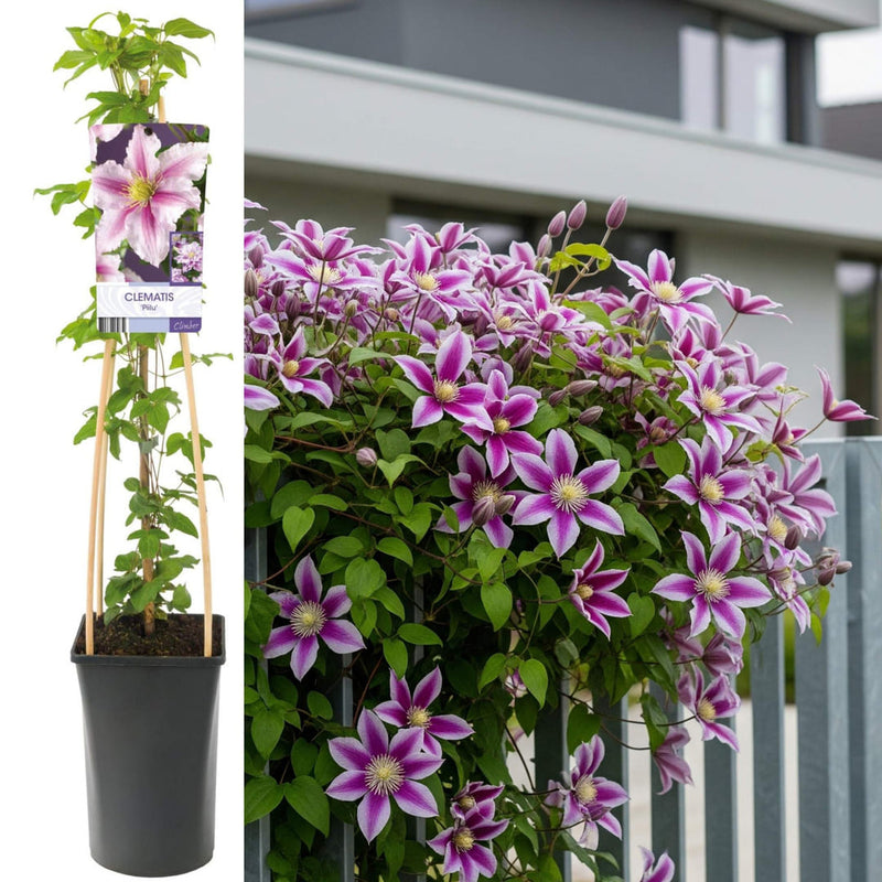 Clematis la Ghiveci XXL - Piilu