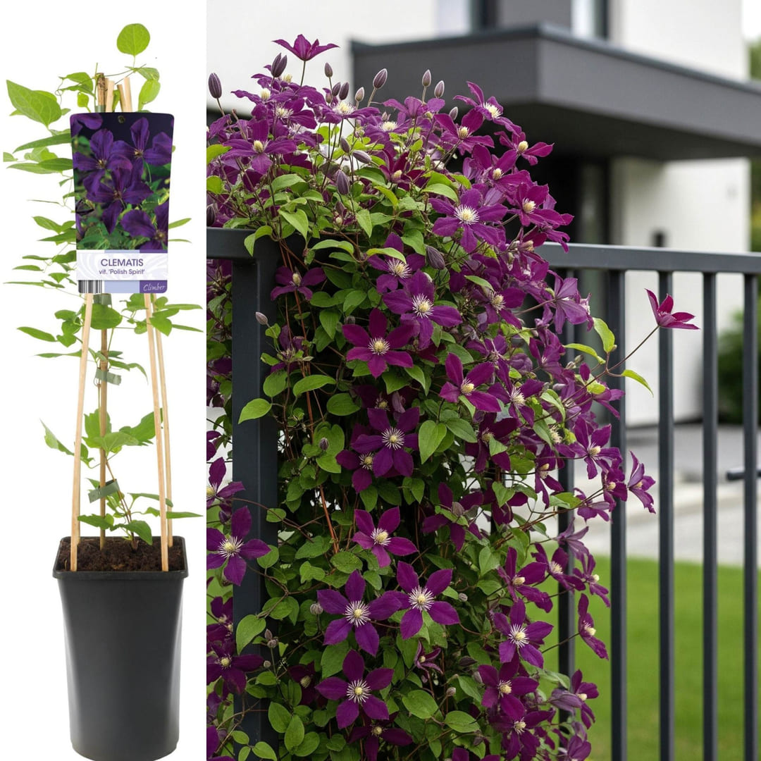 Clematis la Ghiveci XXL - Polish Spirit