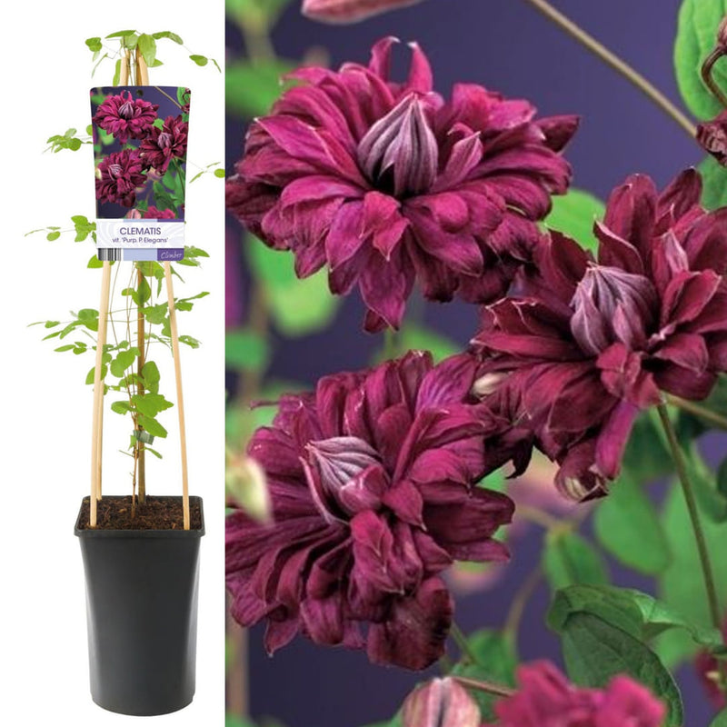 Clematis la Ghiveci XXL - Double Elegans
