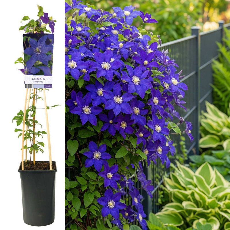 Clematis la Ghiveci XXL - Rhapsody