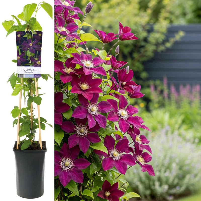 Clematis la Ghiveci XXL - Romantika