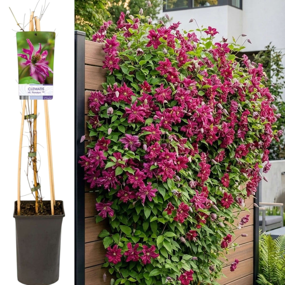 Clematis la Ghiveci XXL - Rosalyn