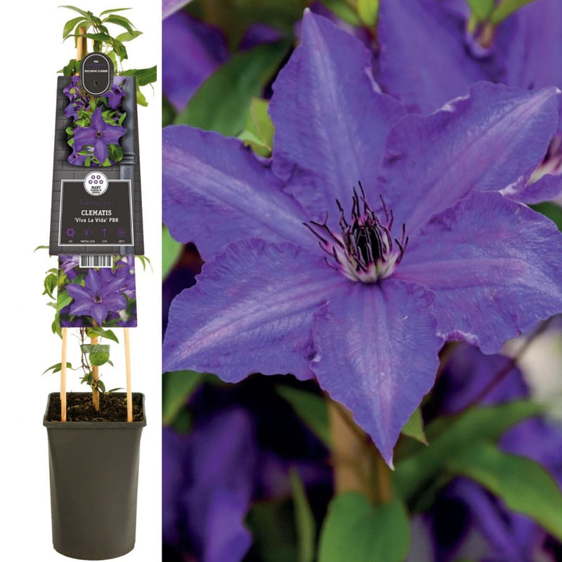 Clematis la Ghiveci XXL - Viva la Vida